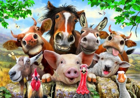 Farm animals in French